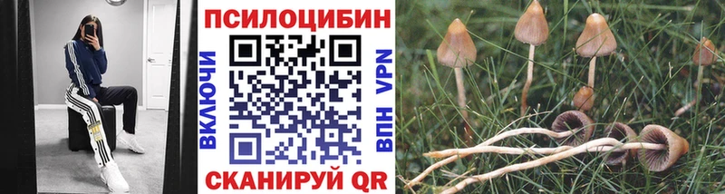 Купить  Данилов  Галлюциногенные грибы Magic Shrooms 
